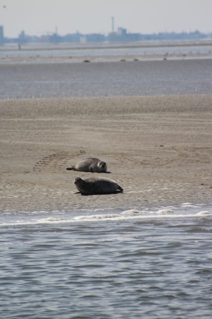 Amsterdam: Seal Safari at Waddensea UNESCO Site - From Amsterdam to the Waddensea: why this route is part of the fun
