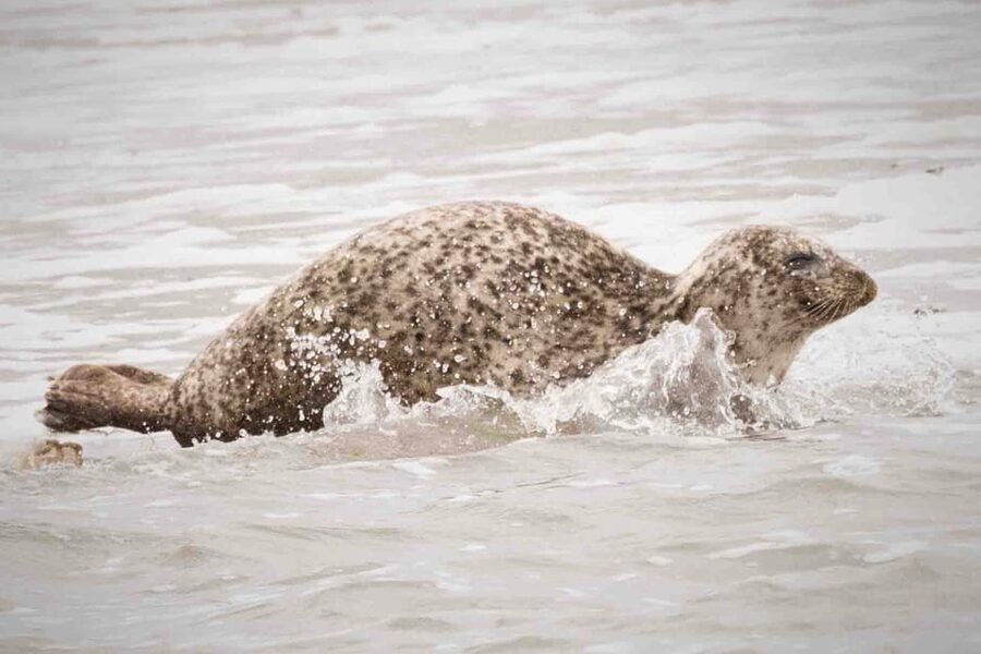 Amsterdam: Seal Safari at Waddensea UNESCO Site - Wildlife spotting kit: binoculars and how to use them fast