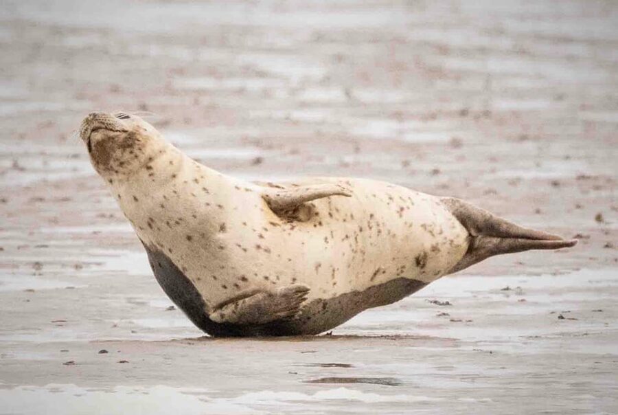 Amsterdam: Seal Safari at Waddensea UNESCO Site - The countryside drive: practical timing and a Dutch reality check
