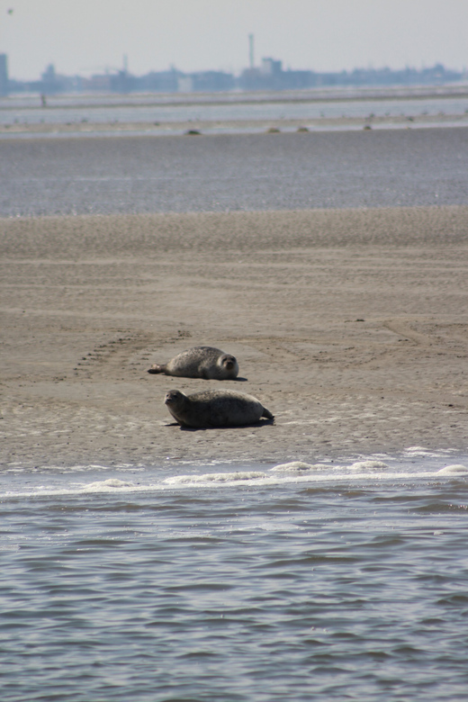 Amsterdam: Seal Safari at Waddensea UNESCO Site - Twisk: a short stop in a 17th century village that breaks up the day