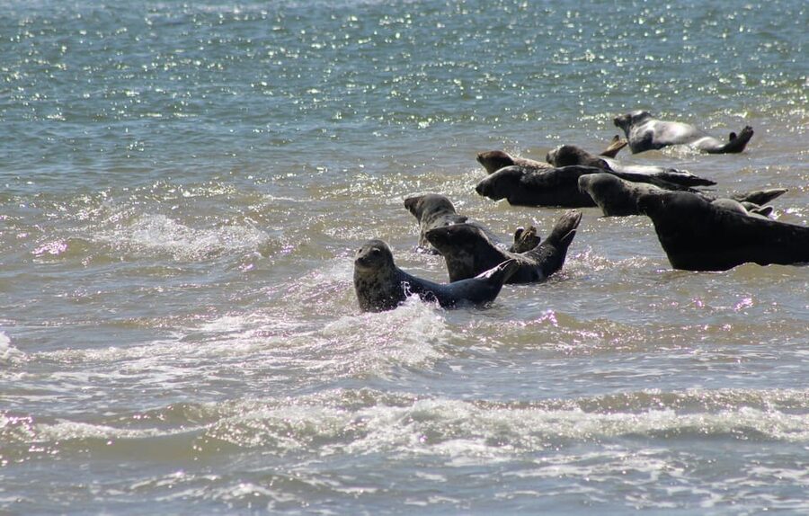 Amsterdam: Seal Safari at Waddensea UNESCO Site - Weather and what to pack: keep it simple, keep it warm