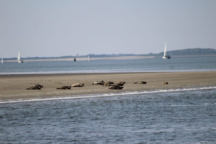 Amsterdam: Seal Safari at Waddensea UNESCO Site - Price and value: is $147 per person worth it?