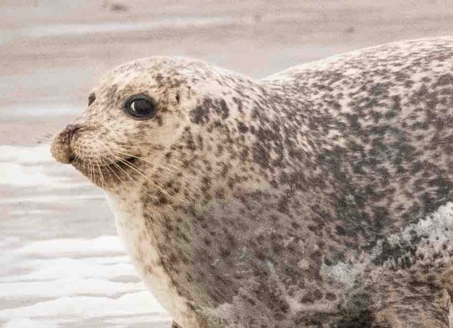 Amsterdam: Seal Safari at Waddensea UNESCO Site - What small-group guiding changes (in a good way)
