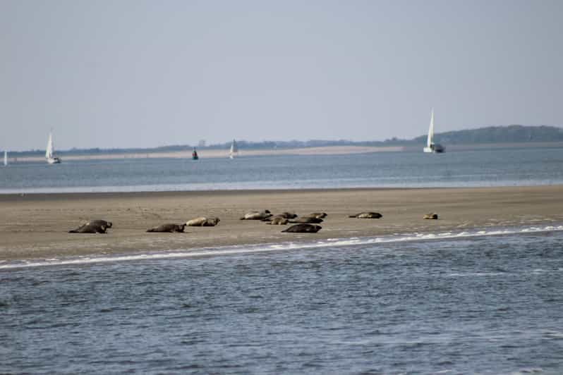 Amsterdam: Seal Safari at Waddensea UNESCO Site - The boat cruise: the moment seals become the point of the day