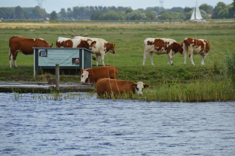 Amsterdam: Tour to Keukenhof Gardens with Windmill Cruise - The 60-minute windmill cruise: working mills in real waters