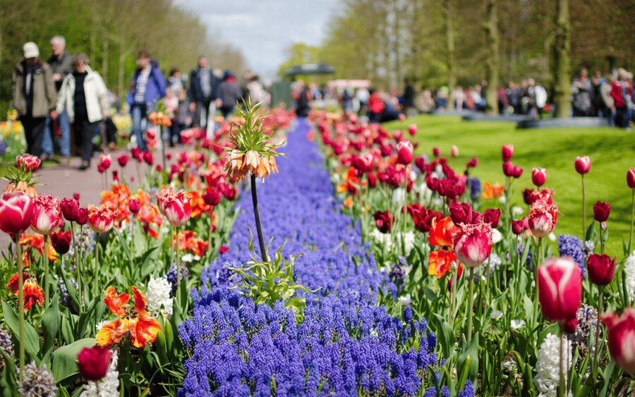 Amsterdam: Tour to Keukenhof Gardens with Windmill Cruise - Logistics and comfort: the small things that make it smooth