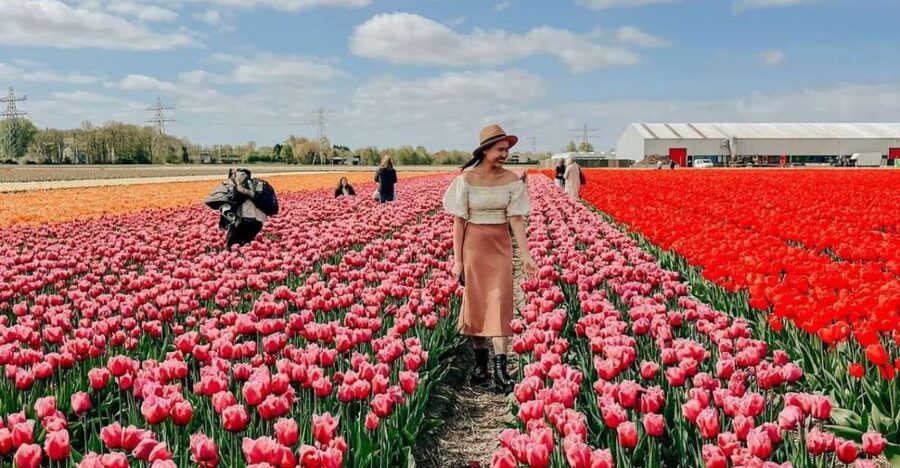 Amsterdam: Tulip Farm Visit, Keukenhof, and Windmill Cruise - Who Should Book This Tour, and Who Might Want Something Different