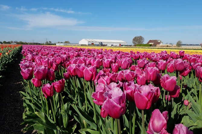 Amsterdam TulipFields of Holland Tour - Why this Amsterdam tulip tour feels different in the best way