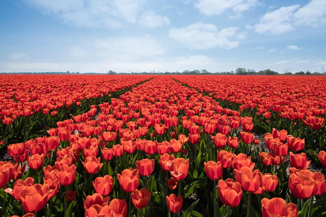 Amsterdam TulipFields of Holland Tour - Meeting at Oosterdoksstraat 4, then heading west for the bulb region
