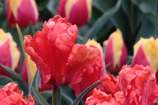 Amsterdam TulipFields of Holland Tour - How Leander’s small-group approach changes your pace