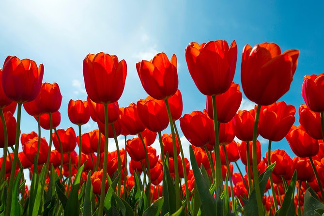 Amsterdam TulipFields of Holland Tour - Comfort details that make half a day feel like more