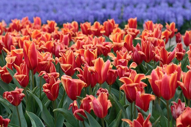 Amsterdam TulipFields of Holland Tour - Price and value, what $216.26 really buys you