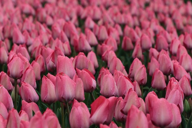 Amsterdam TulipFields of Holland Tour - Stop 2, De Tulperij farm visit and what you learn beyond the flowers