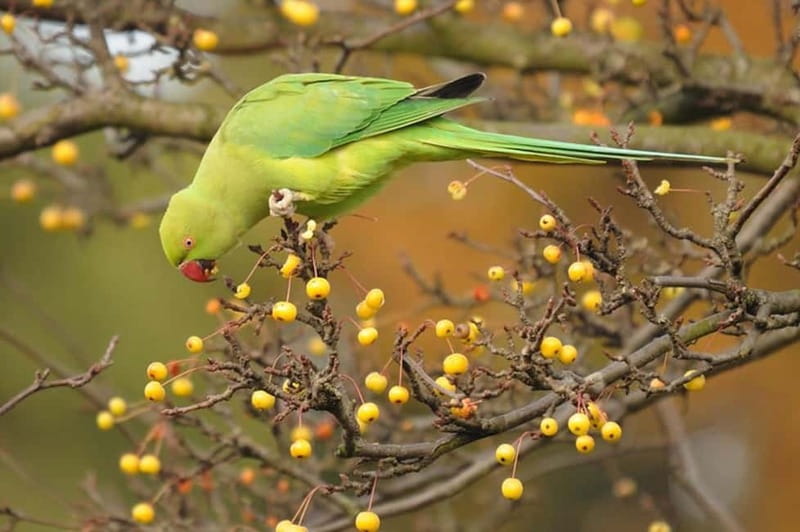 Amsterdam: Ultimate City Park Tour - Vondelpark: cast-iron gates, Openluchttheater, roses, Picasso, and parakeets