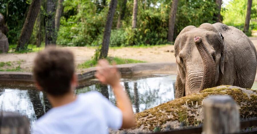 Arnhem: Burgers' Zoo Entry Ticket - Why Burgers’ Zoo in Arnhem feels like ecosystems, not a checklist