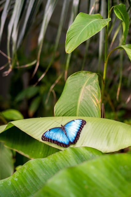 Arnhem: Burgers' Zoo Entry Ticket - The zoo’s aquarium and botanical domes with birds and butterflies