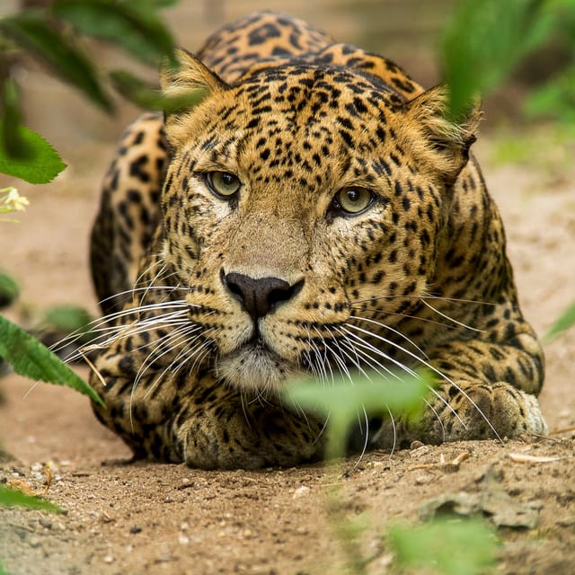 Arnhem: Burgers' Zoo Entry Ticket - Planning your route inside 45 hectares without burning out