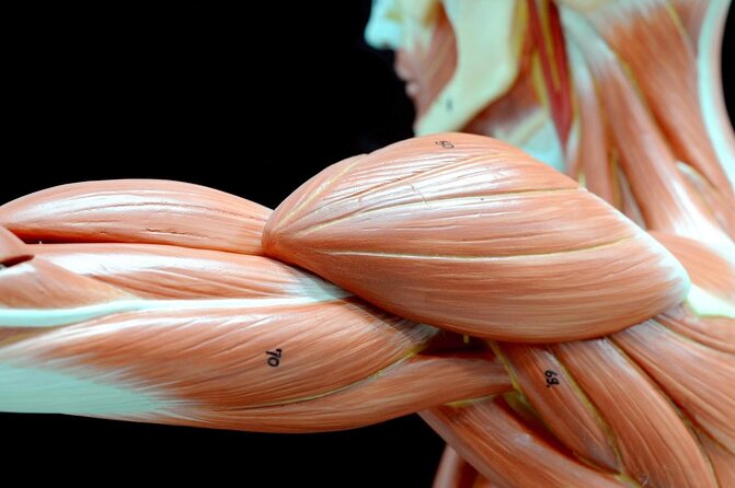 Body Worlds Amsterdam Admission Ticket - Quick hits before you go