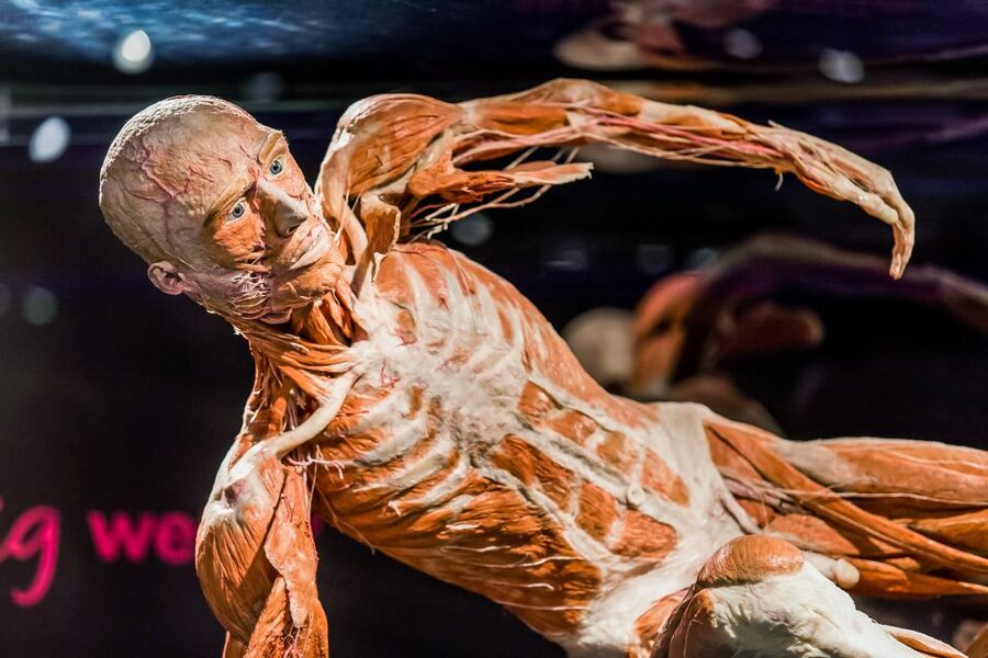 Body Worlds Amsterdam: The Happiness Project Ticket - The included InBody scan: your report and how to make it useful