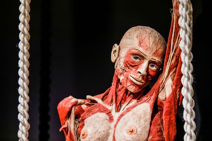Body Worlds Amsterdam: The Happiness Project Ticket - What you might find upsetting, and how to handle it