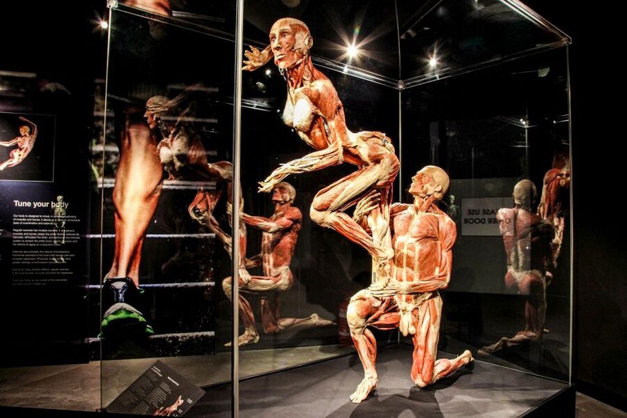 Body Worlds Amsterdam: The Happiness Project Ticket - Should you book Body Worlds Amsterdam, The Happiness Project?