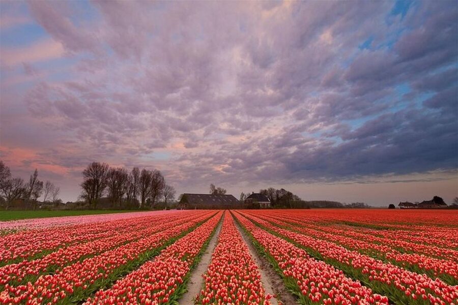 Brussels: Keukenhof, Tulips, and Delft Day Trip - Key Things You’ll Like About This Brussels, Keukenhof, Delft Day Trip