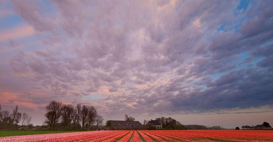 Brussels: Keukenhof, Tulips, and Delft Day Trip - Delft First: Canals, Historic Architecture, And Blue-and-White Pottery
