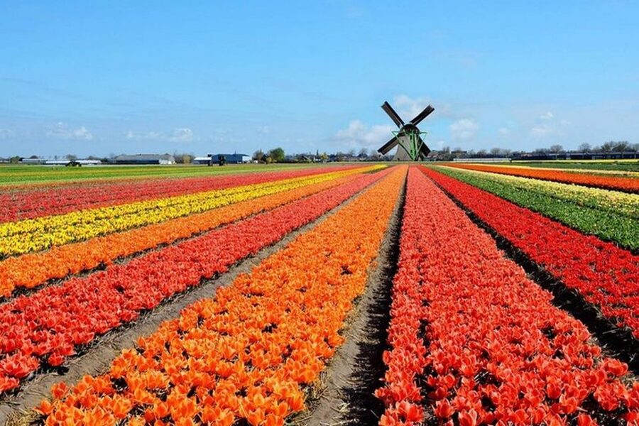 Brussels: Keukenhof, Tulips, and Delft Day Trip - Getting Out Of Brussels: Pickup, Private Car, And Skip-The-Ticket Line