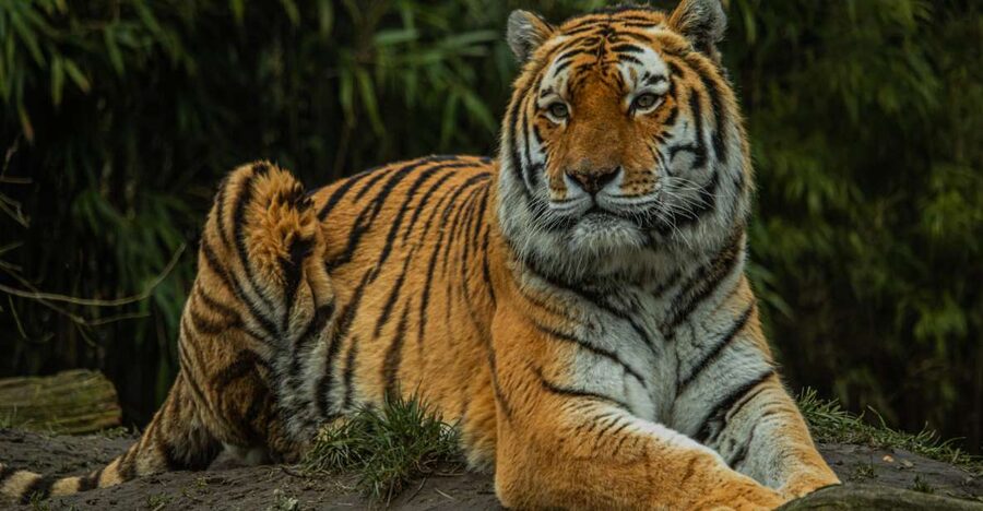 Eindhoven Zoo Entry Ticket - Key Points I’d Highlight Before You Go