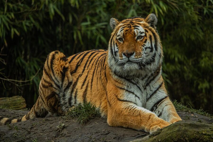 Eindhoven Zoo Entry Ticket - Chimpanzees, Red Panda, and MeerKats: The Smaller Moments That Add Magic