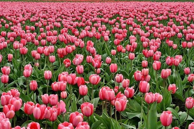 Enjoy the tulip fields by bicycle with a local guide! Tulip bike tour! - Meeting at Restaurant Hanami in Lisse, Then Getting Gear On