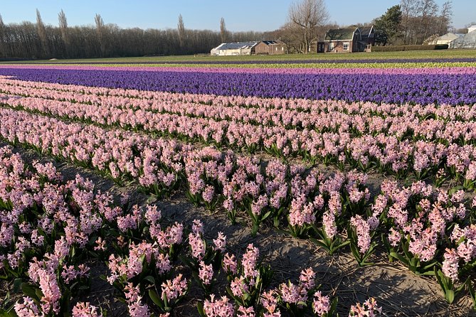 Enjoy the tulip fields by bicycle with a local guide! Tulip bike tour! - Stop 1: Sint Agathakerk, the Bulb-Region Cathedral