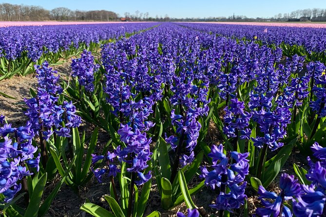 Enjoy the tulip fields by bicycle with a local guide! Tulip bike tour! - Stop 2: Het Vierkant Area and the Black Tulip Museum Nearby