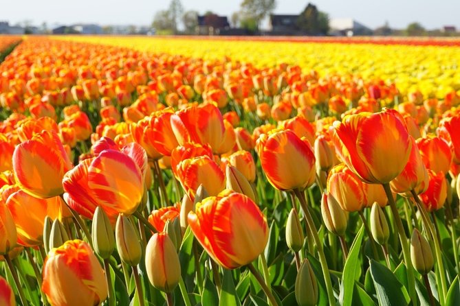 Enjoy the tulip fields by bicycle with a local guide! Tulip bike tour! - Cycling Past Keukenhof Castle Gardens