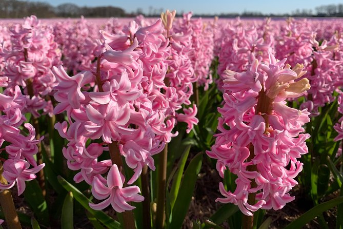 Enjoy the tulip fields by bicycle with a local guide! Tulip bike tour! - Stop 4: Lisse Flower Fields, Guided to the Right Bloom
