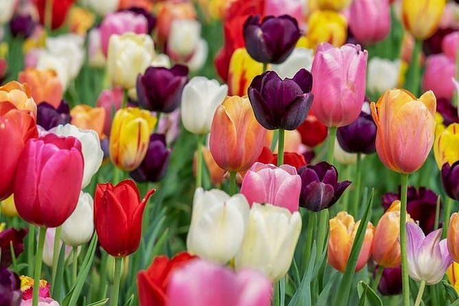 Enjoy the tulip fields by bicycle with a local guide! Tulip bike tour! - Price and Value: What $59.47 Buys You