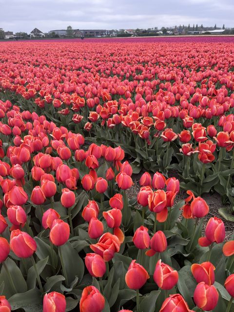 Enjoy the tulip fields in a Landrover with a local guide! - Key things to know before you go