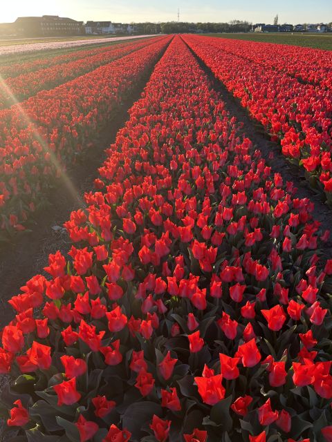 Enjoy the tulip fields in a Landrover with a local guide! - Should you book this Land Rover tulip tour?