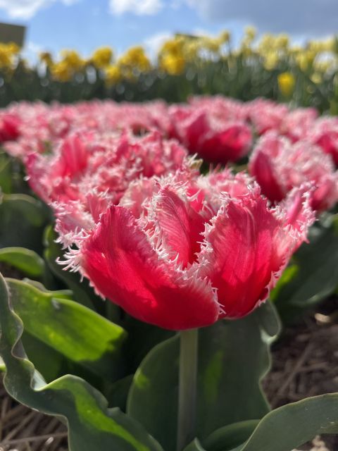Enjoy the tulip fields in a Landrover with a local guide! - Why this Land Rover tulip tour feels different near Keukenhof