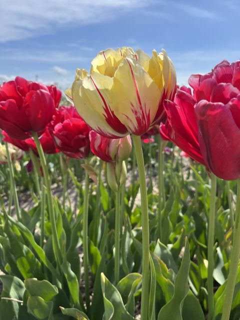 Enjoy the tulip fields in a Landrover with a local guide! - What you really see: daffodils, hyacinths, tulips, and seasonal timing