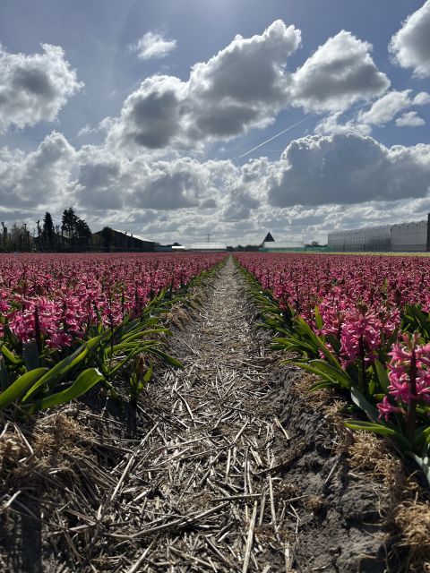Enjoy the tulip fields in a Landrover with a local guide! - Who this tour suits best, and who should choose another option