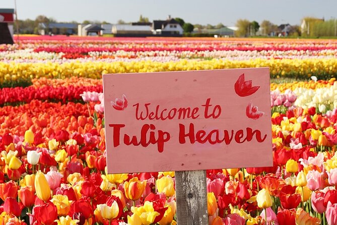 From Amsterdam: Keukenhof and Tulip Experience Tour - Tulip Experience Amsterdam: history, photos, and picking your bouquet
