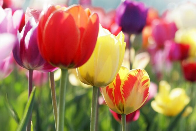 From Amsterdam: Keukenhof and Tulip Experience Tour - Timing and crowd strategy for better photos