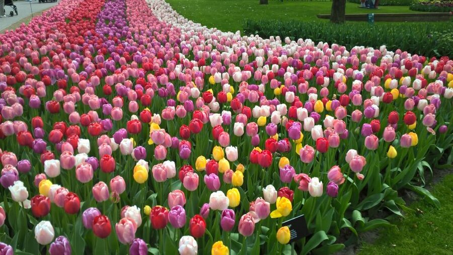 From Amsterdam: Keukenhof and Zaanse Schans Small Group Tour - Key Highlights Worth Your Attention