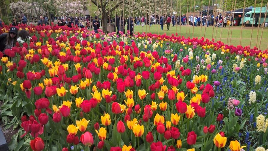 From Amsterdam: Keukenhof and Zaanse Schans Small Group Tour - Clog Making and Cheese Tastings: How the Demos Add Real Meaning