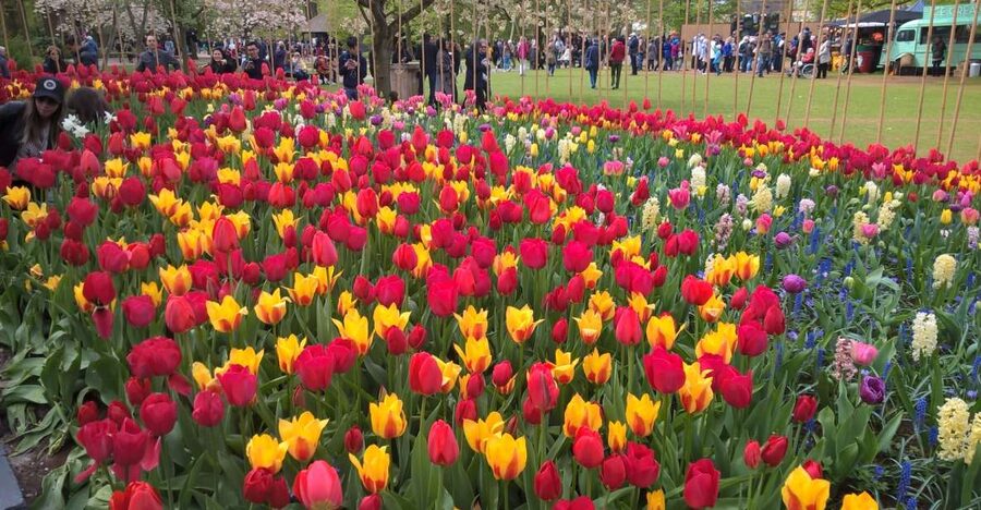From Amsterdam: Keukenhof and Zaanse Schans Small Group Tour - Meeting at LOT61 Near Amsterdam Centraal, Then Rolling Toward Tulips