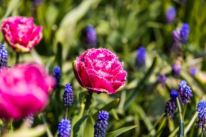 From Amsterdam: Keukenhof Gardens Ticket and Transfer - Timing and Return Pickup: How to Avoid the Most Common Stress Points
