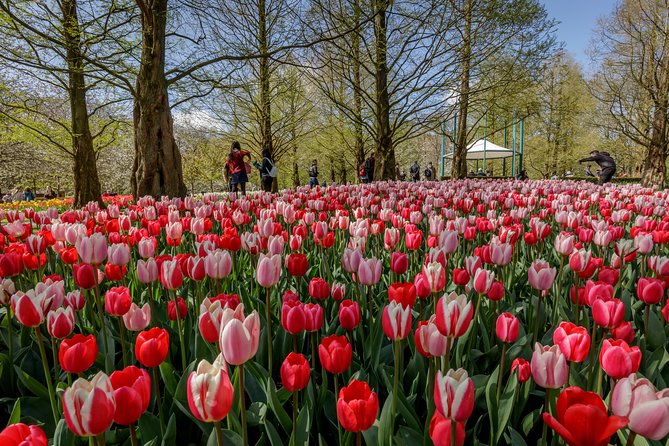 From Amsterdam: Keukenhof Gardens Ticket and Transfer - Price and Value: What $41.51 Buys You in Spring