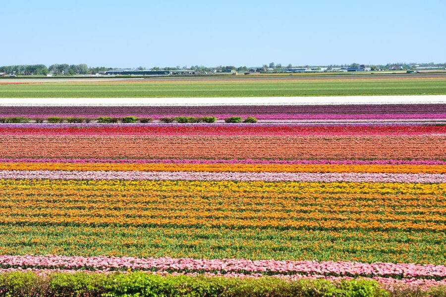 From Amsterdam: Keukenhof Gardens & Tulip Experience Tour - Key highlights to plan around