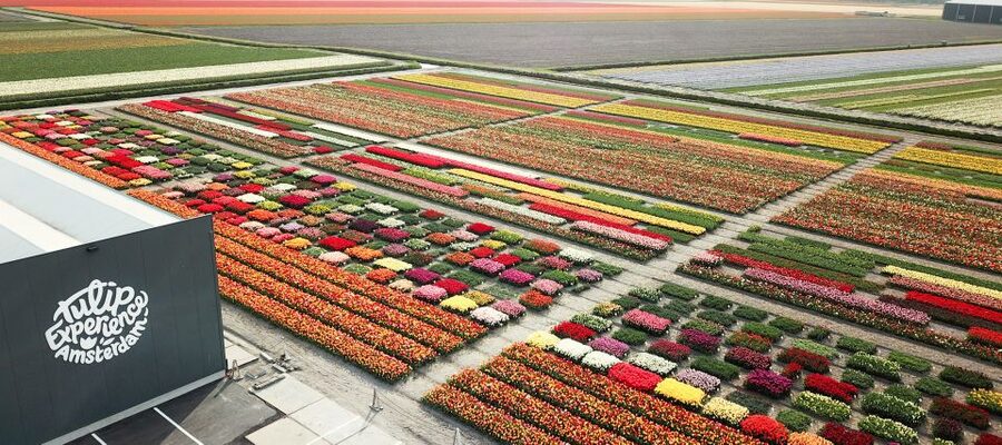From Amsterdam: Keukenhof Gardens & Tulip Experience Tour - Who should book this tour, and who should skip it